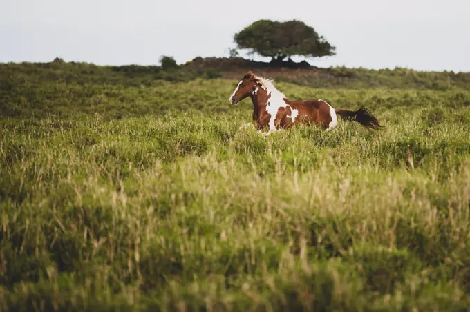 Brown and white spotted horse gallops through grassy field