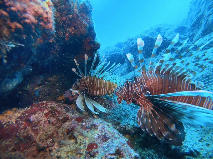 Two Lion fish. Antalya KaÅŸ Turkey