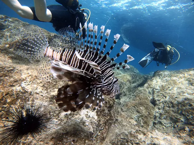 Divers in underwater swimming with Lionfish. Antalya KaÅŸ Turkey