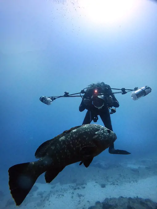 Underwater photographer trying to take a photo of a large grouper fish