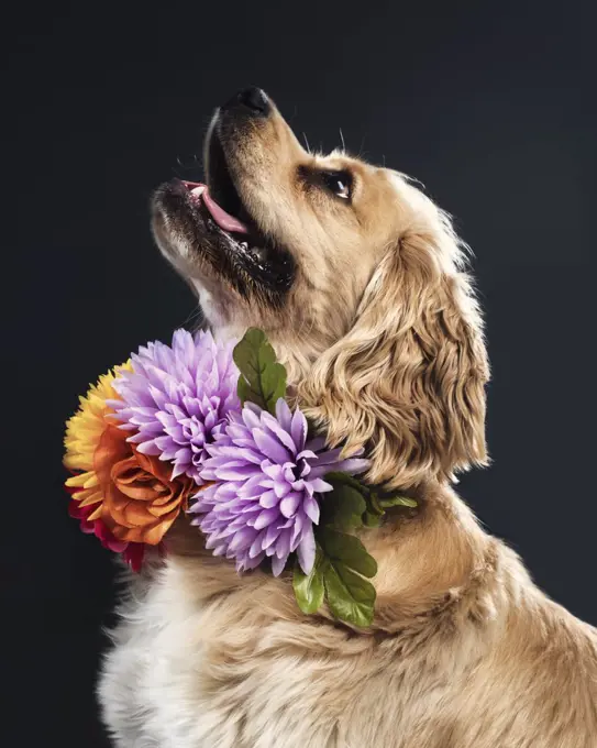 image of golden spaniel dog portrait