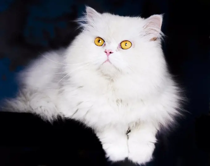 Beautiful fluffy white cat with yellow eyes relaxing