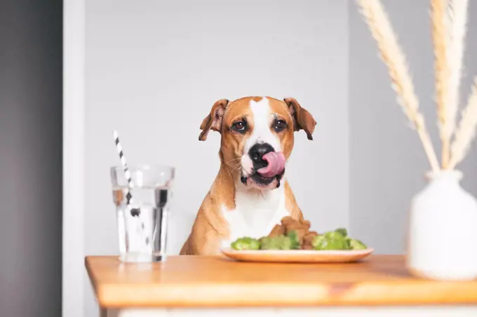 Hungry dog at the kitchen table, licking tongue. Pet nutrition,