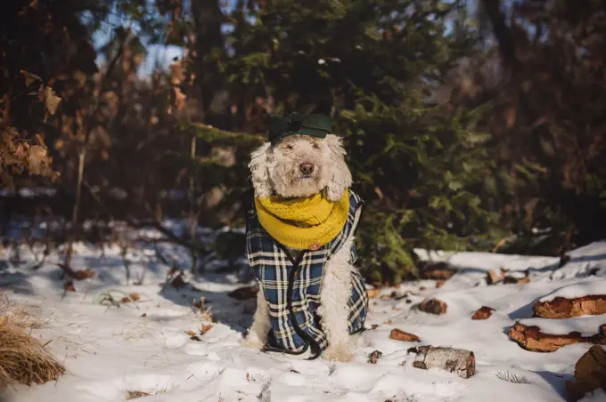 golden doodle dog in winter clothes