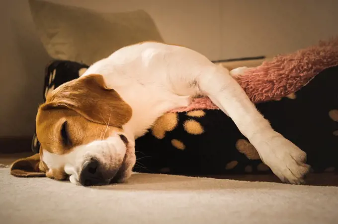 A beagle adult dog sleeping on a cozy bedding.