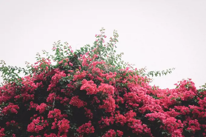 Pile of Pink Bougainvillea on an overcast Afternoon