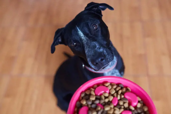 adorable black puppy dog waiting to eat in his bowl with kibbles