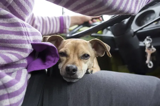 A chihuahua dog lies on driver's lap during family road trip.