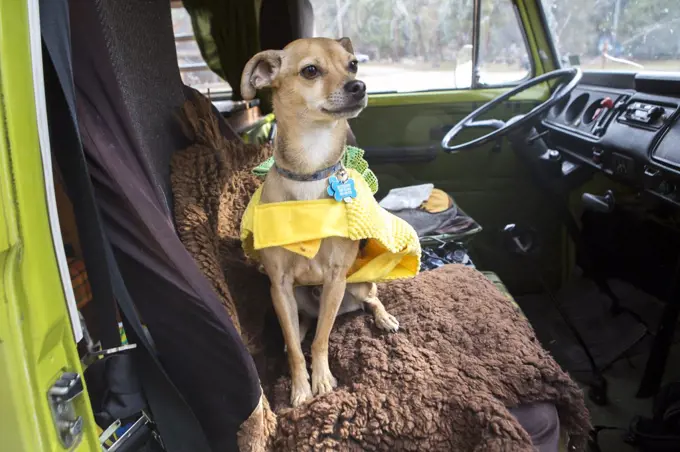 A chihuahua sits dog on seat in VW camper van during roadtrip