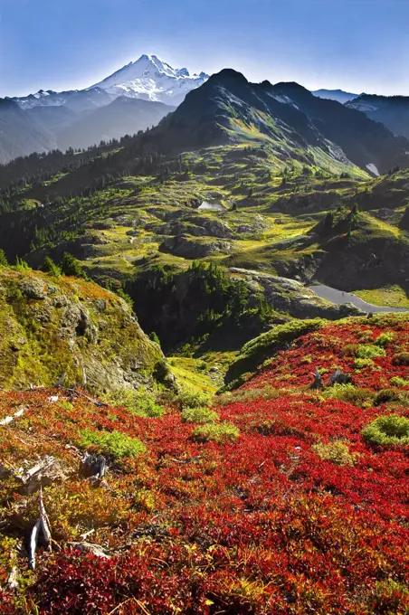 Lush alpine meadow and Mount Baker landscape, Washington, USA.