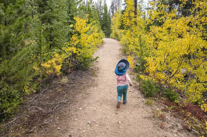 Girl hiking along young Aspen trees in fall, Colorado