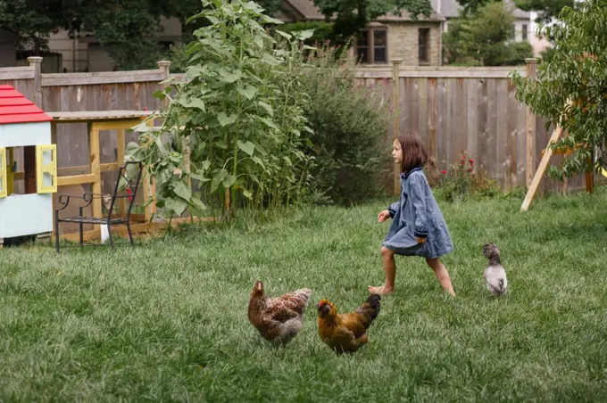 A small barefoot girl walks in garden with flock of backyard chickens