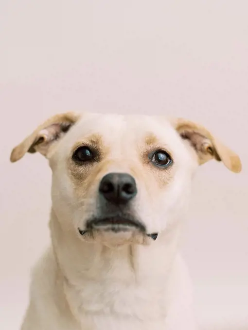 Adopted Rescue Puppy from the Shelter holding still for portrait