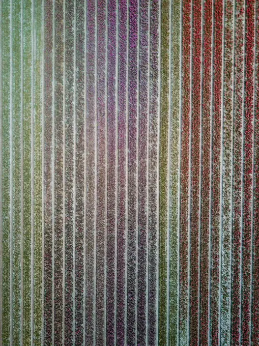 Aerial view of Colorful Tulip flower field in The Netherlands