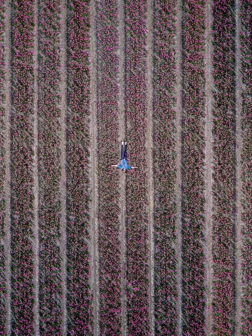 A man in a flower Tulip field in the netherlands from above
