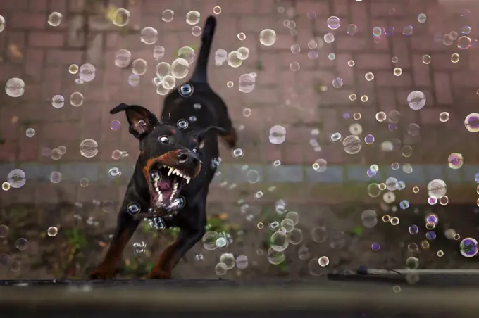 Doberman pincher jumping and catching bubbles showing his teeth
