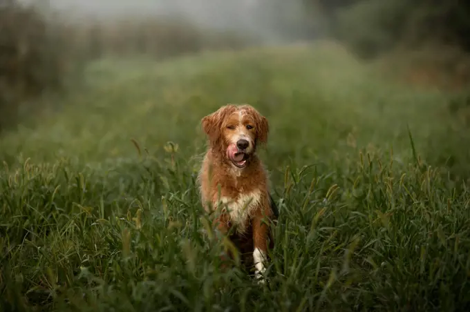 a dog licking his face after running a trail with wet grass