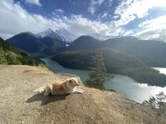 Male dog laying down above Diablo Lake in The North Cascade Mountains