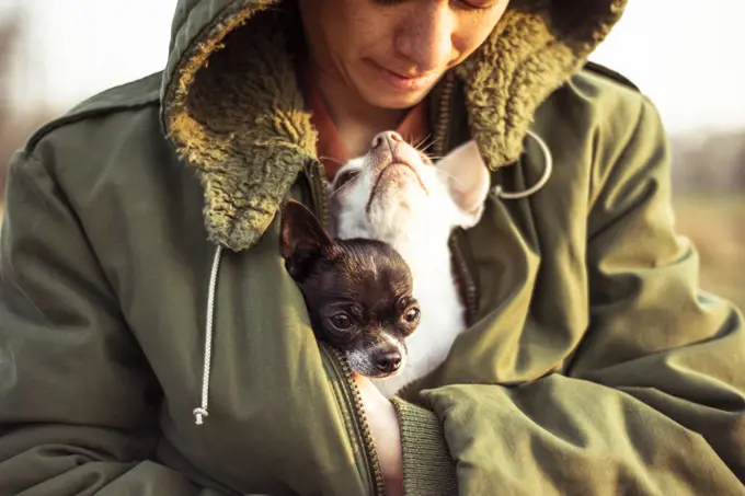 cute dogs tucked in warm jacket look up at mum with love in sunlight