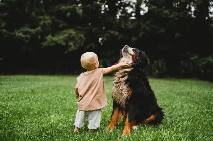 Young child petting his Bernese Mountain Dog outside in summer