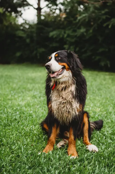 Bernese Mountain Dog outside in the garden on a summer day