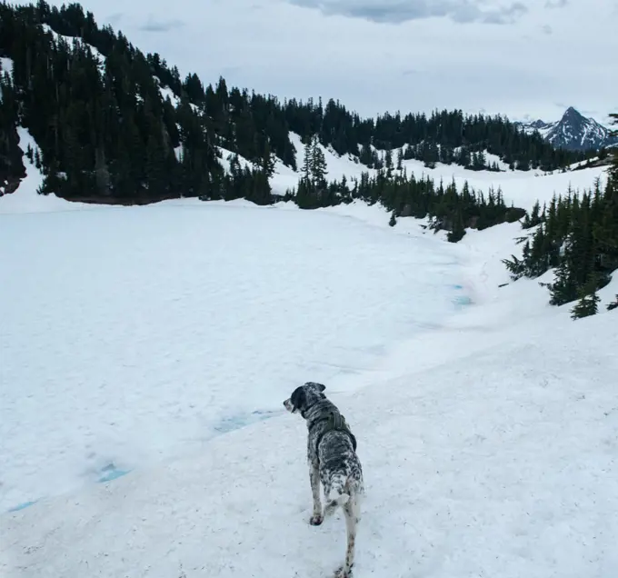 My dog takes in the view of a frozen lake high in the Washington