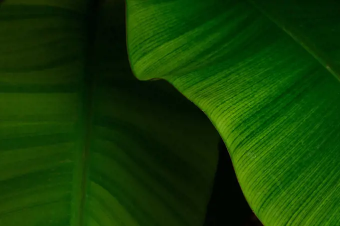 Close up macro shot of the banana leaf