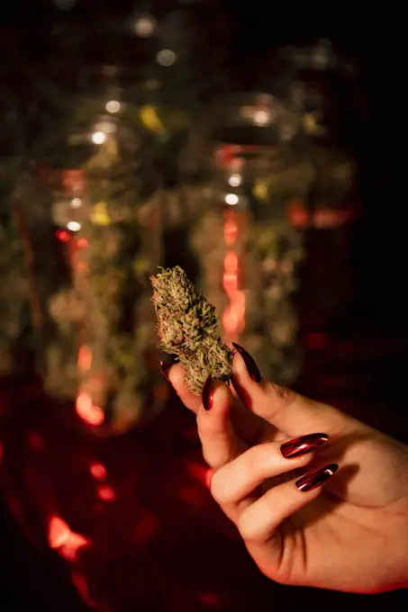 Girl's hand holding a marijuana bud