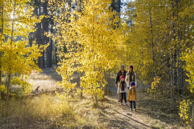 A young family hikes through a grove of Aspen trees in Autumn.