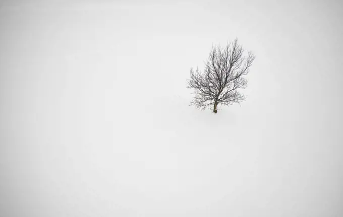 Leafless tree on white snow