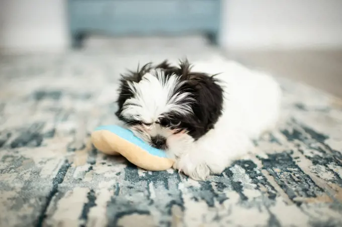 A White Puppy Playing With Toy