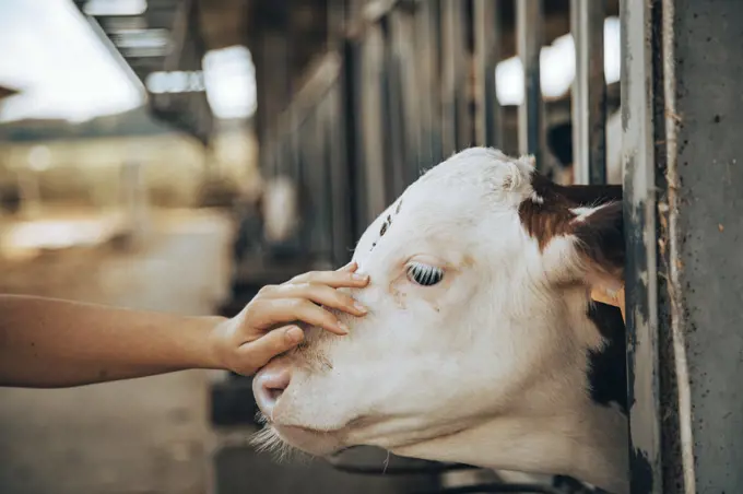 Hand of a young girl trying to pet a calf in a stable