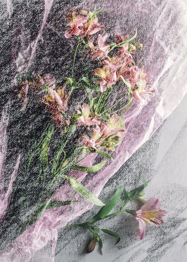 Pink and yellow peruvian lillies wrapped in paper and double exposed on black textured paper