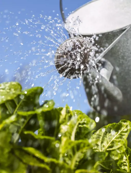 Watering Can with water raining down on green leafy vegetables