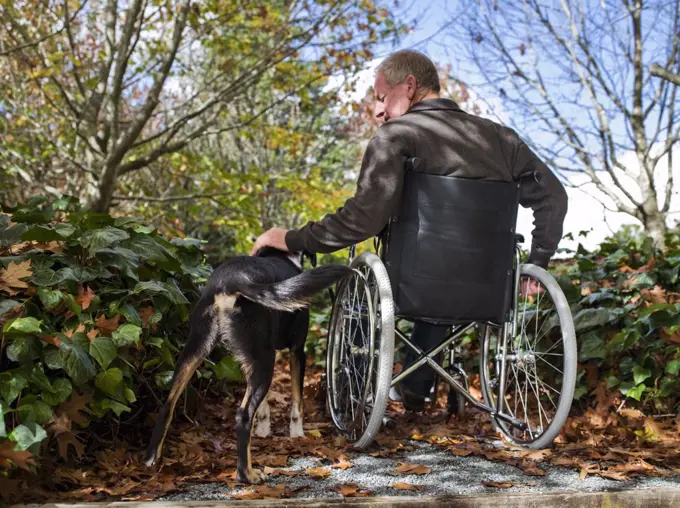 Back view of man in a wheelchair on garden path patting dog