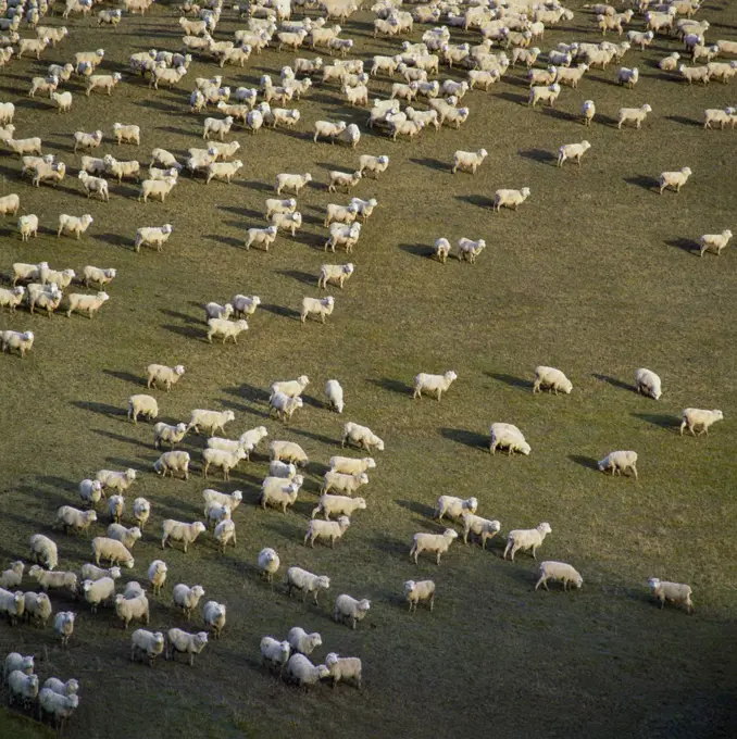 Aerial of flock of sheep on grassy field
