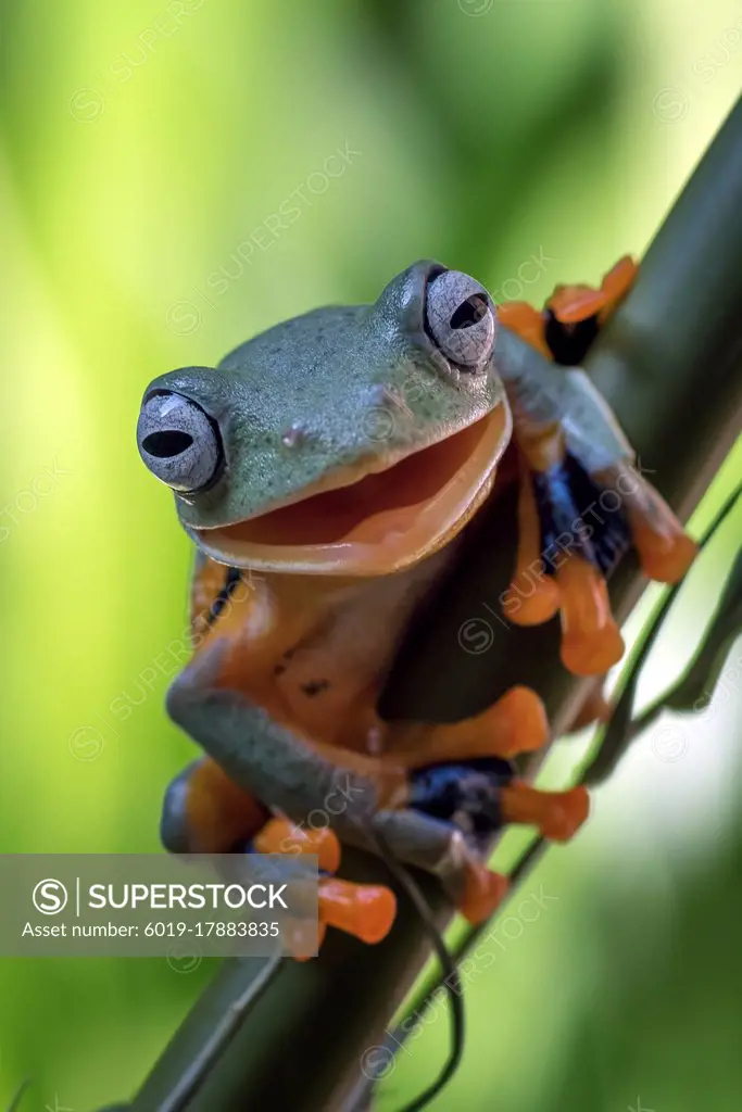 Smiling frogs on bamboo tree