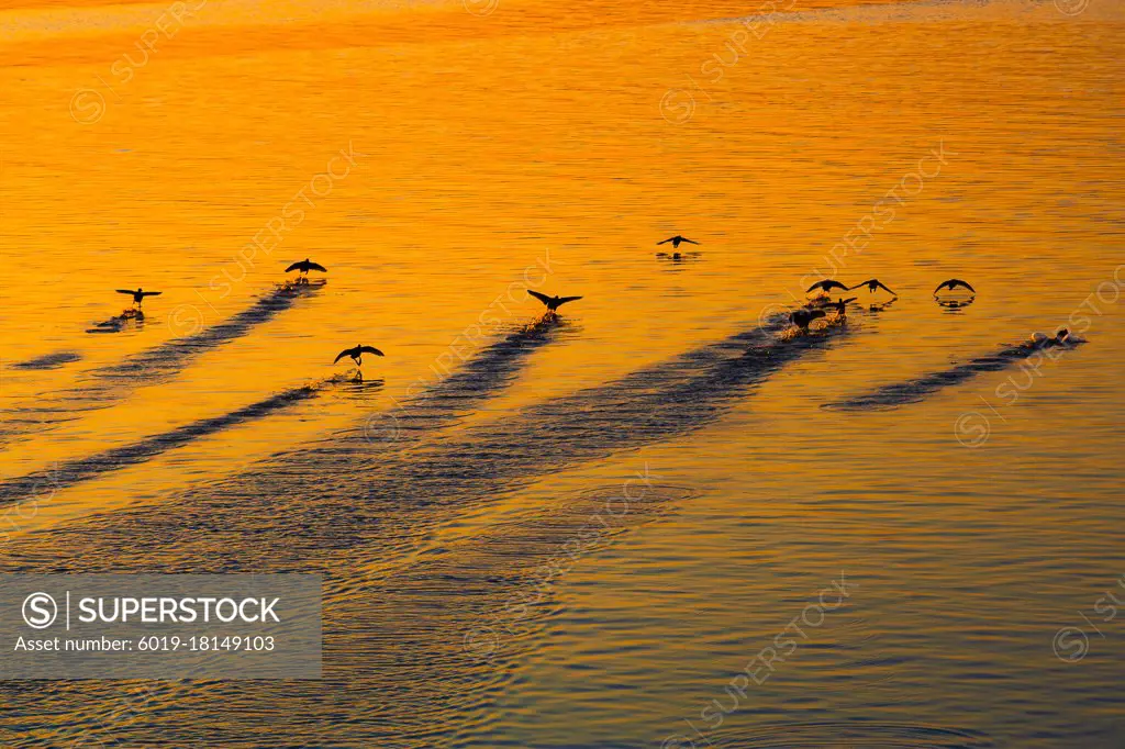 Sunset Birds - Duck flying low above the sea
