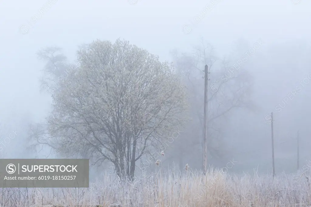 Frost covered willows on a foggy morning, Turiec region, Slovakia.