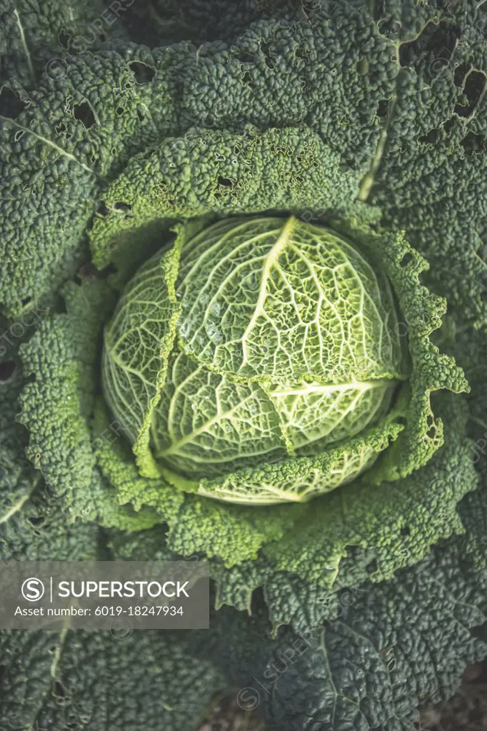 The heart of a green cabbage