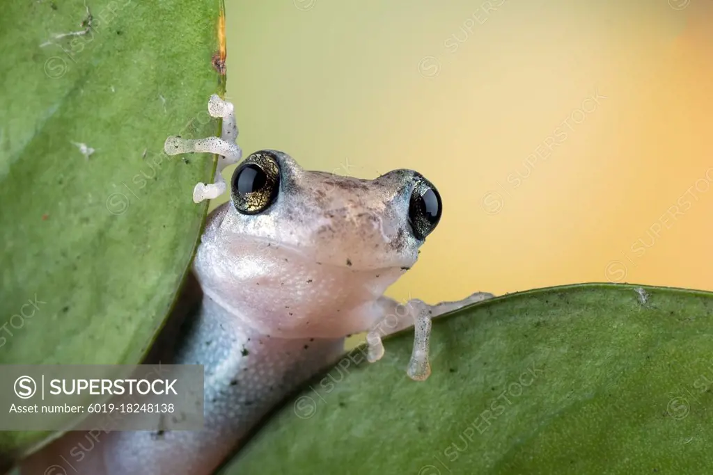 Dessert tree frog perched on a leaf