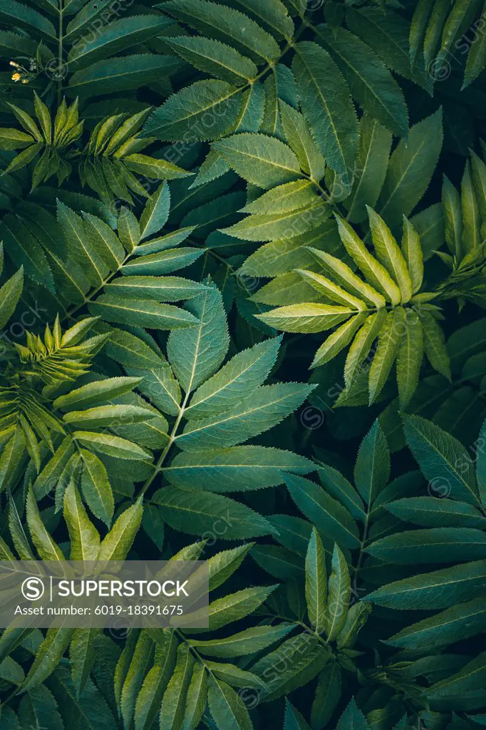green plant leaves in springtime, green background