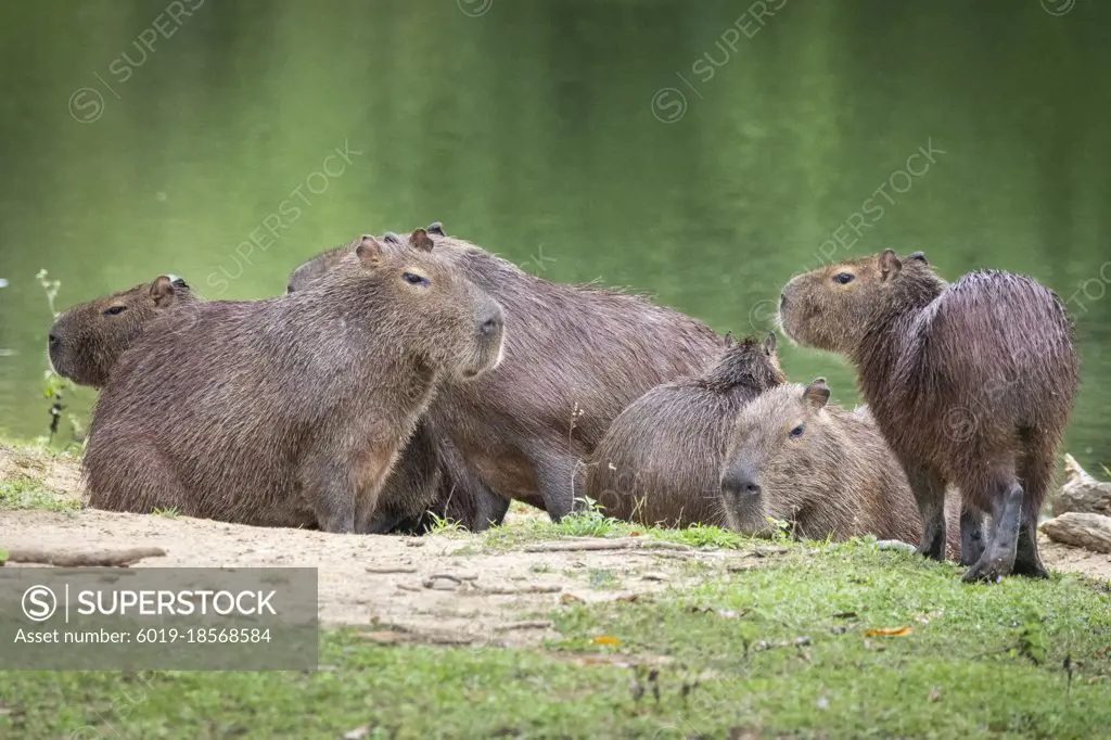Beautiful view to group of capybaras (big rodent) on green rainforest