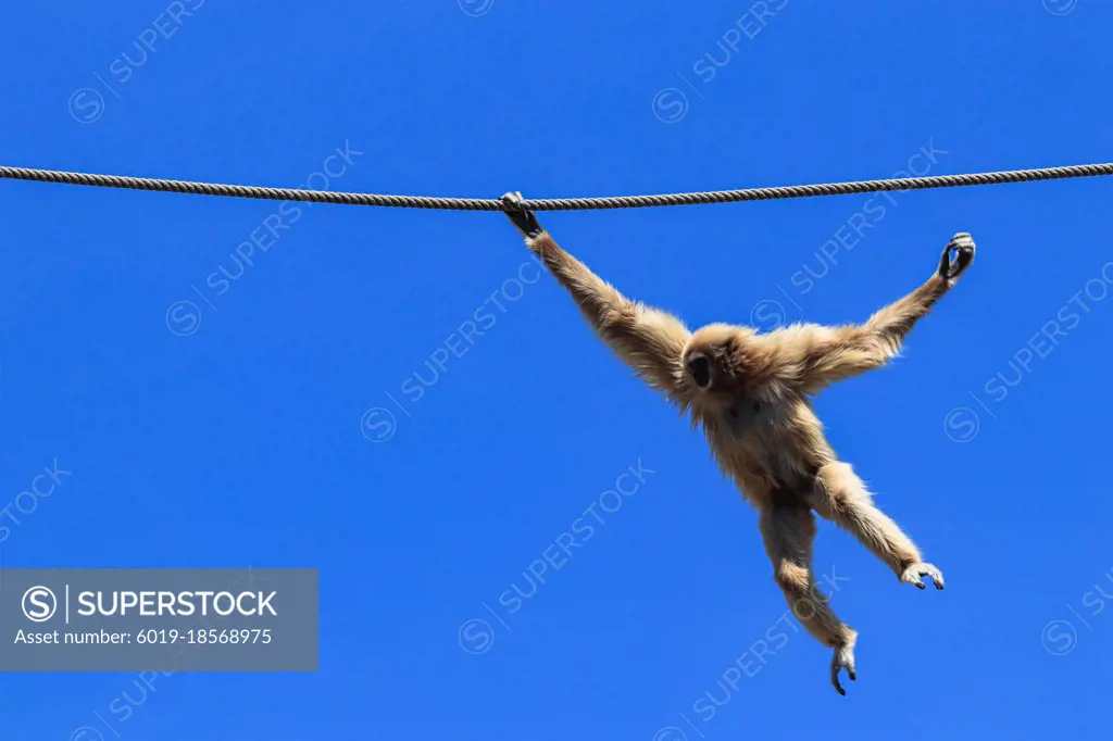 Common gibbon swinging from rope with blue sky in background