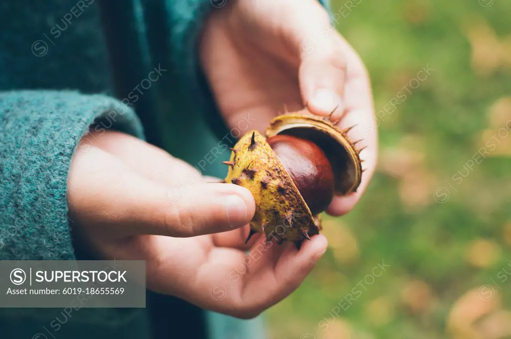 Chestnut fruit in prickly peel in hands of girl in autumn coat