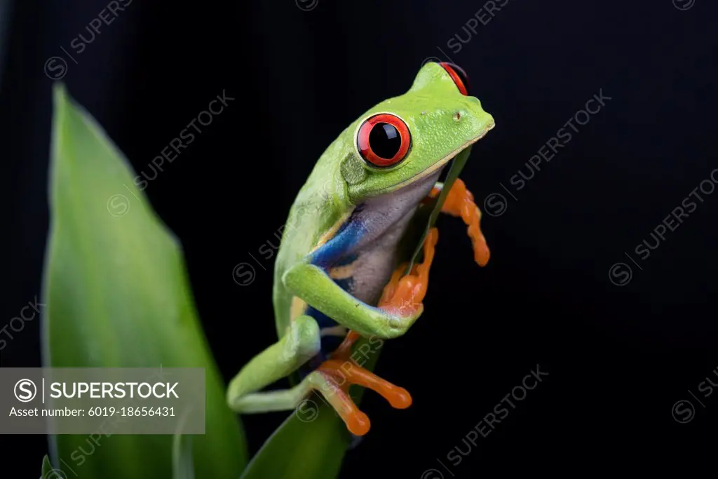 Red-eyed tree frog isolated in black background
