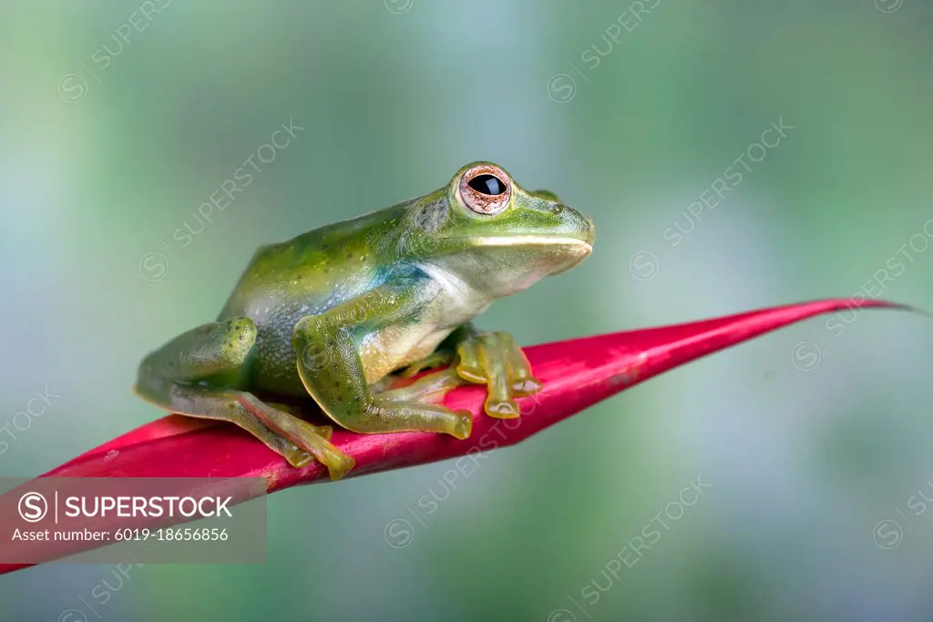 Malayan flying frog on red flower