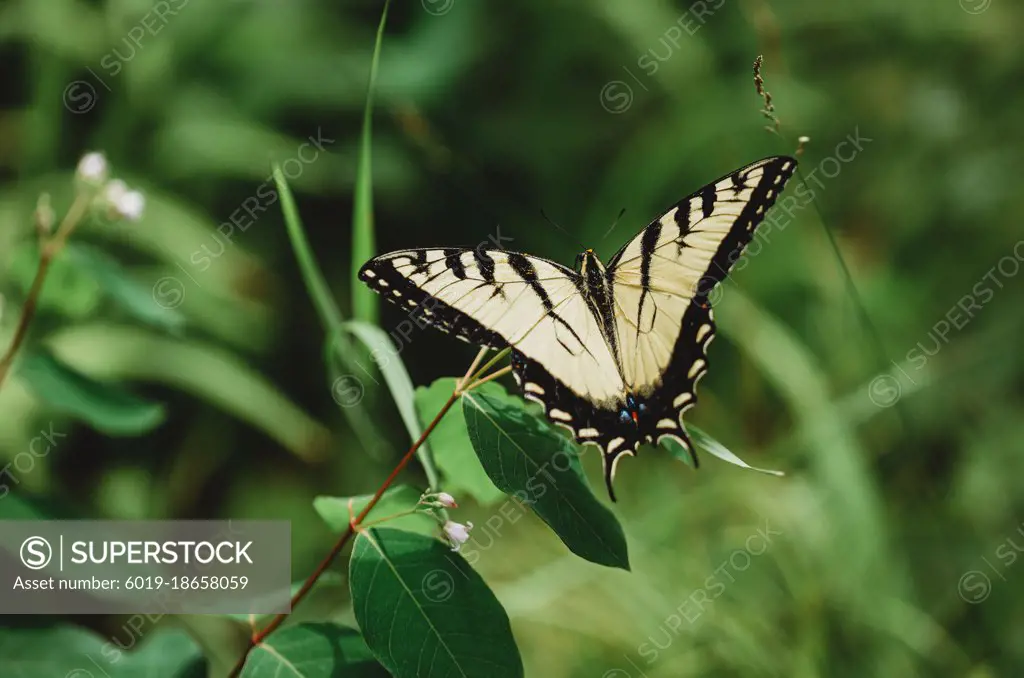Close up of swallowtail butterfly sitting on a green plant.
