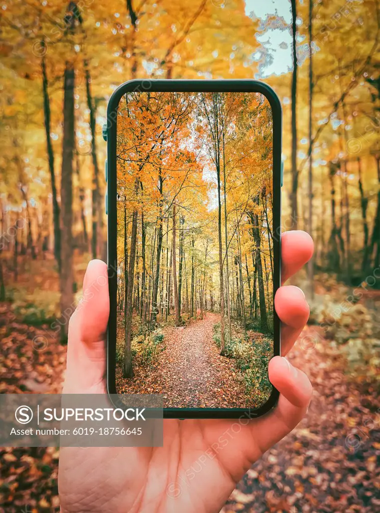 Close up of hand holding cellphone with autumn forest scene on screen.