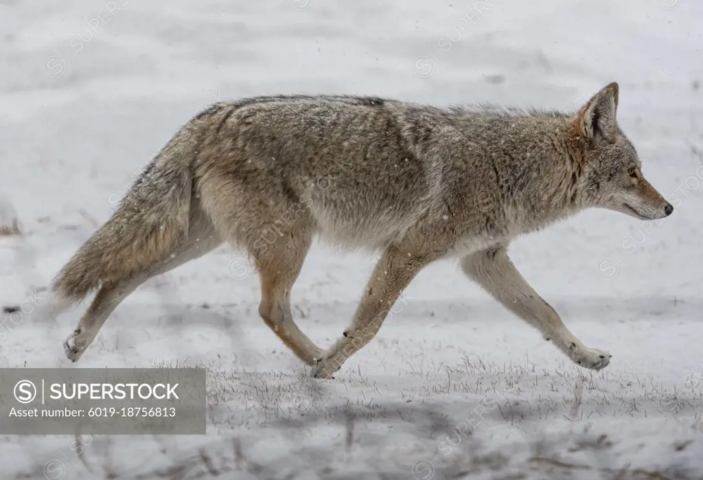 Coyote on the move during a Colorado snow storm